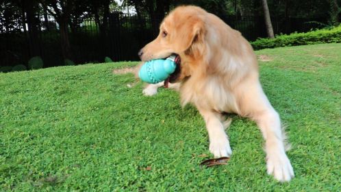 Dog Chew Toy, Round, Jar Bottle Shaped, for Teething, Cleaning, and Aggressive Chewer