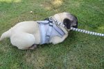 Universal Harness with Leash Set, Escape Proof, Adjustable, Reflective, and Soft Mesh