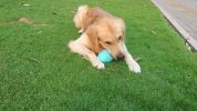 Dog Chew Toy, Round, Jar Bottle Shaped, for Teething, Cleaning, and Aggressive Chewer