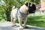 Universal Harness with Leash Set, Escape Proof, Adjustable, Reflective, and Soft Mesh